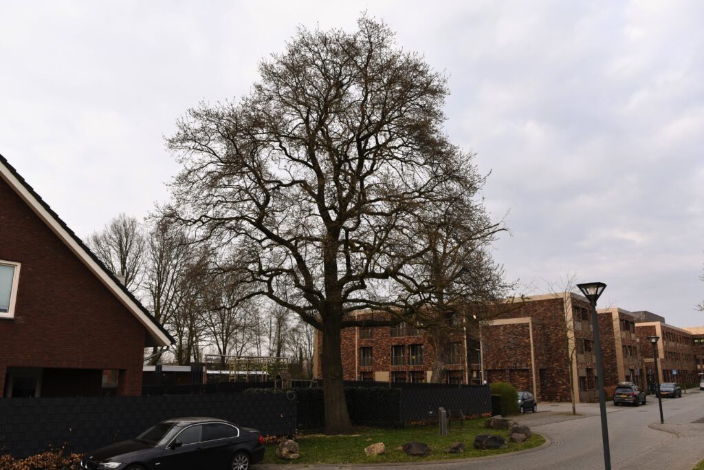 Settela Eik Hoogendoorn Boomadvies