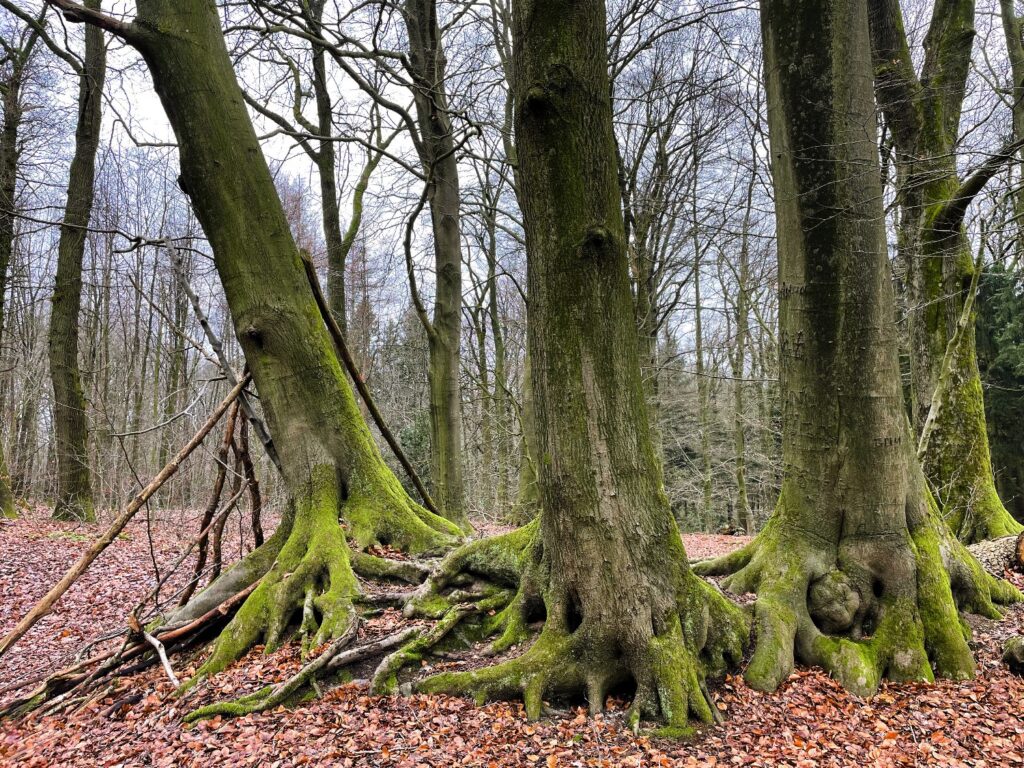 Monferland IMG_1956